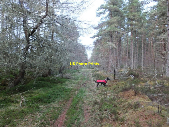 Photo 6"x4" Track in  Millbuie Forest Killen\/NH6758 c2016