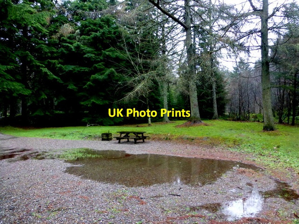 Photo 6"x4" Clearing, Gortin Glens Forest Park Gortin c2016