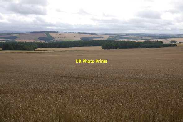 Photo 6"x4" A wheat field near Roxburgh Roxburgh Mains c2015