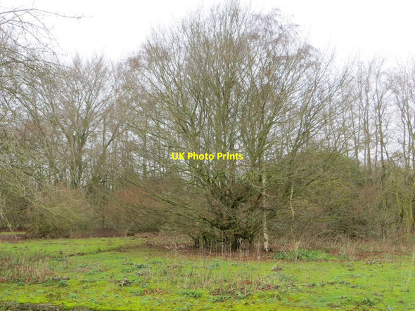 Photo 6"x4" Large Shrub Chilton\/SU4885 c2015