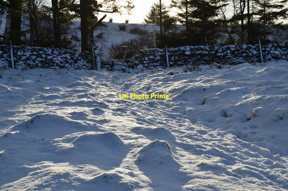 Photo 6"x4" Snow by the forest boundary, Kittlegairy Hill Peebles\/NT2540 c2016