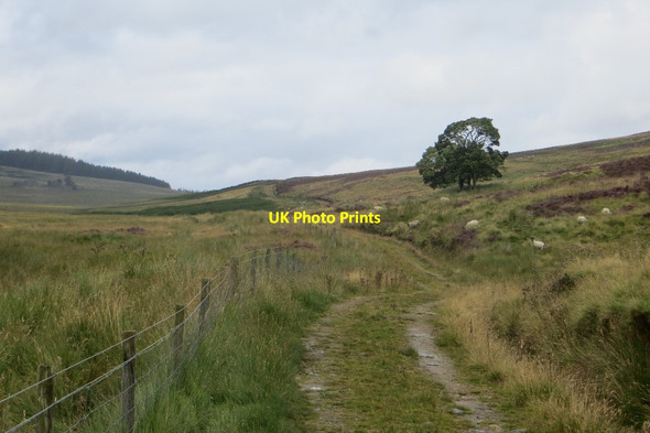 Photo 6"x4" Trees, Glen Shee Glenshee Hill c2015