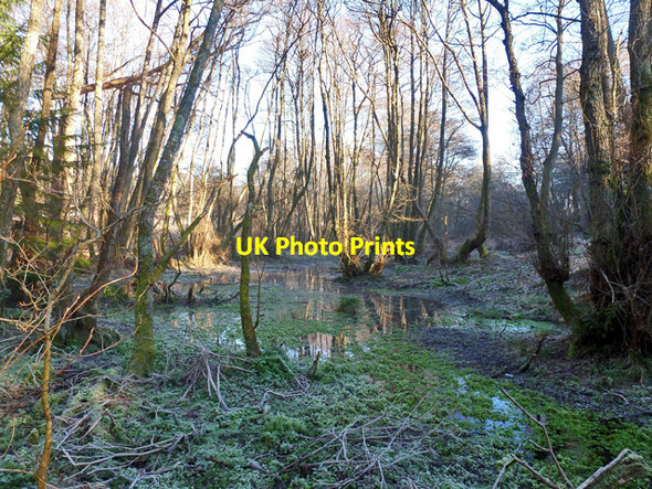 Photo 6"x4" Swamp by River Wey Linchmere c2016