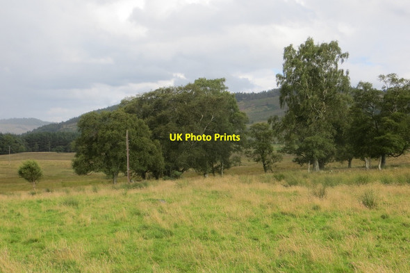 Photo 6"x4" Scattered birches, Tomgarrow Inver\/NO0142 c2015