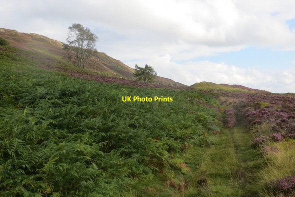 Photo 6"x4" Glen Garr path Birnam c2015