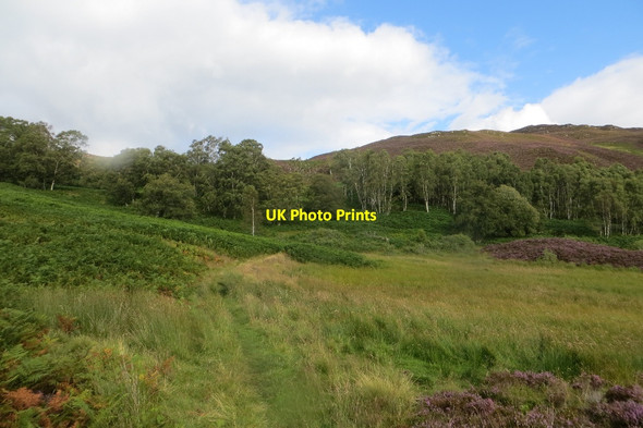 Photo 6"x4" Woodland, Glen Garr Birnam c2015
