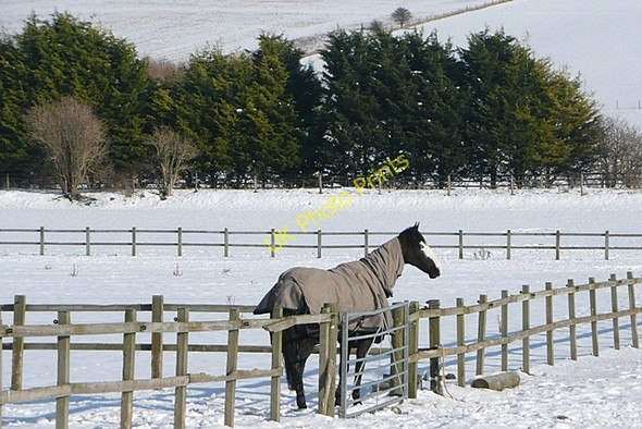 Photo 6"x4" Paddock at Downside Farm Blewbury c2009
