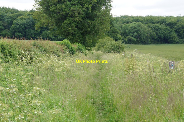 Photo 6"x4" Overgrown footpath Avington\/SU5332 c2015