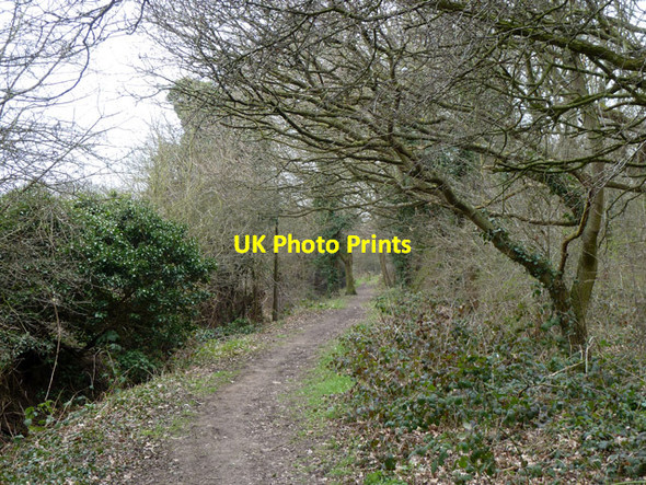 Photo 6"x4" Path into Roding Valley Meadows nature reserve Loughton\/TQ4396 c2013