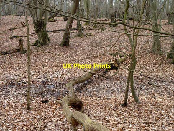 Photo 6"x4" In Epping Forest Debden Green\/TQ4398 c2013 P1