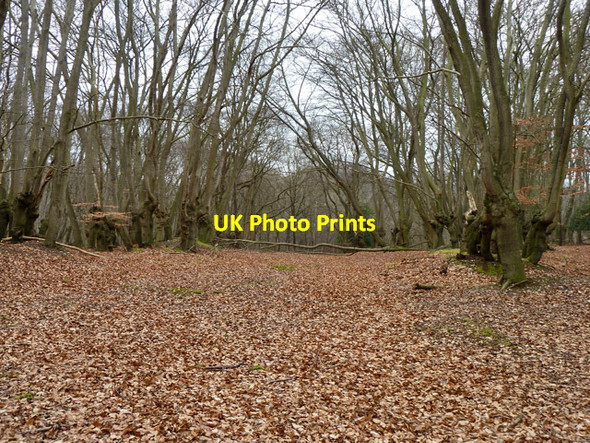 Photo 6"x4" In Epping Forest Debden Green\/TQ4398 c2013