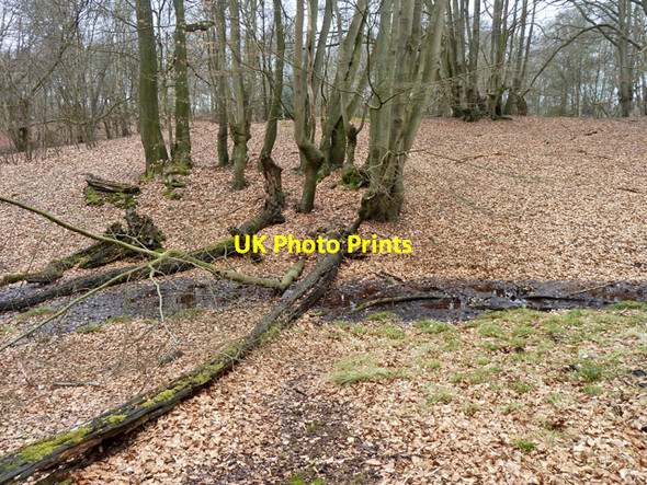 Photo 6"x4" Epping Forest, Dulsmead Hollow Debden Green\/TQ4398 c2013 P1