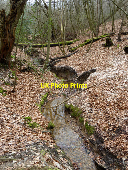 Photo 6"x4" Stream in Epping Forest Loughton\/TQ4396 c2013