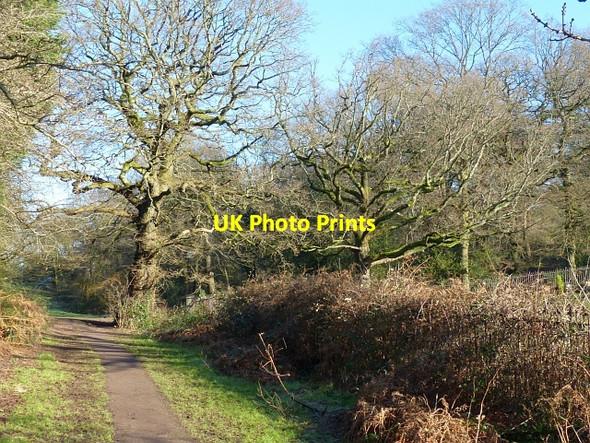 Photo 6"x4" A frosty morning in Coed Melyn Park (4) Newport\/Casnewydd c2016