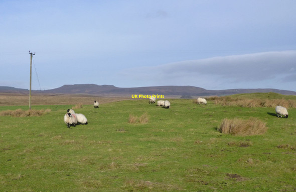 Photo 6"x4" Sheep grazing on Priest's Knowe Priest's Knowe c2016