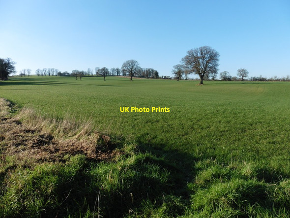 Photo 6"x4" Fields at Four Lanes Farm Hornsbury c2016
