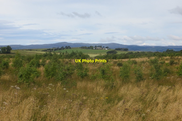 Photo 6"x4" Young woodland Foxbar c2015