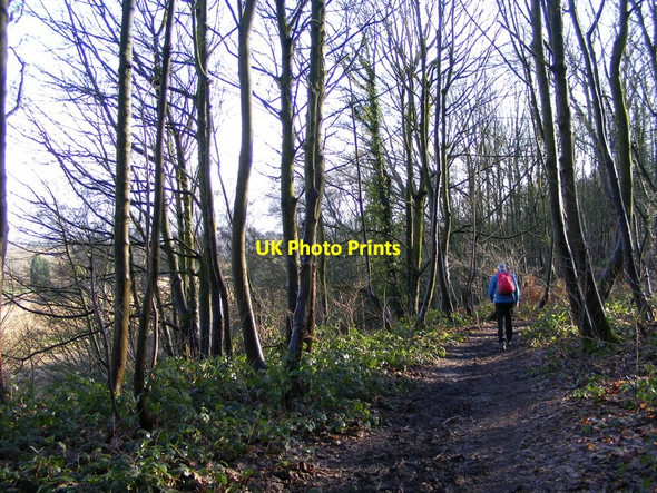 Photo 6"x4" Woodland Path Smestow c2016
