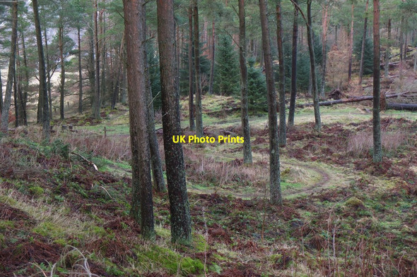 Photo 6"x4" Paths in Cademuir Forest Peebles\/NT2540 c2016