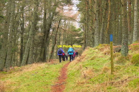 Photo 6"x4" Path in March Wood, Glenormiston Estate Innerleithen c2016