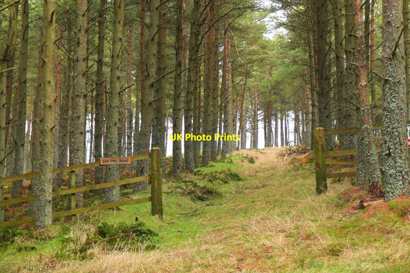 Photo 6"x4" Lee Pen Wood, Glenormiston Estate Innerleithen c2016