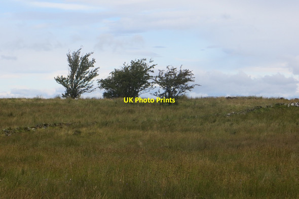 Photo 6"x4" Rough grazing, Rashiefield Howwood c2015