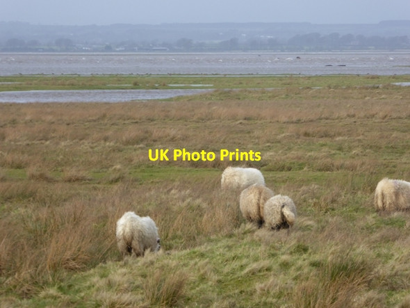 Photo 6"x4" Burgh Marsh and the Solway Firth Burgh by Sands c2016 P1