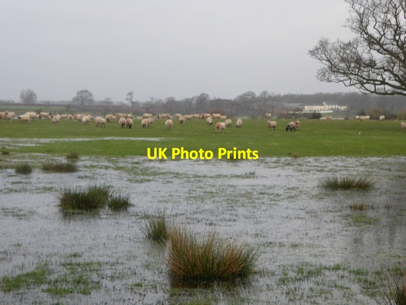 Photo 6"x4" Flooded field with sheep at Holmesmill Farm Rockcliffe\/NY3561 c2016