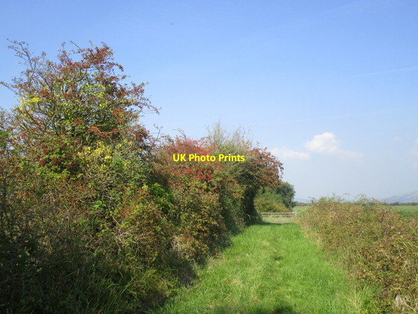 Photo 6"x4" Hawthorn alongside Mark Yeo Vole c2014