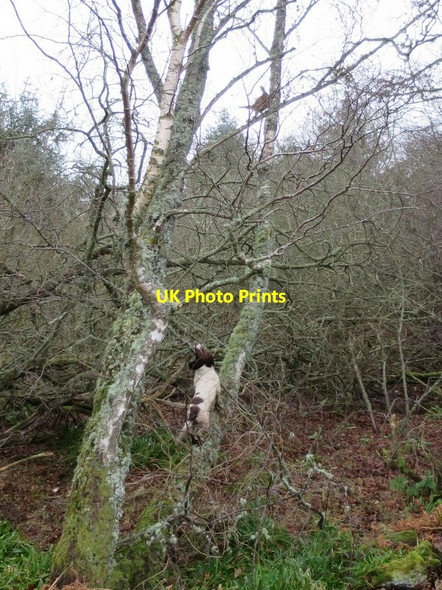 Photo 6"x4" Only in a Labrador's dreams!! Woodside\/NJ0555 c2016