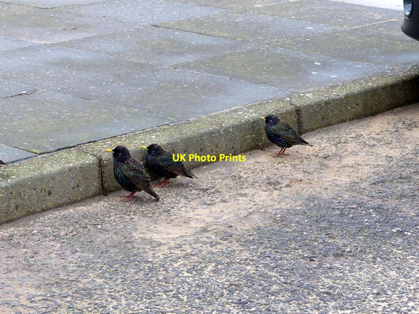 Photo 6"x4" Starlings (Sturnus Vulgaris) sheltering from the wind Crosby\/SJ3198 c2016