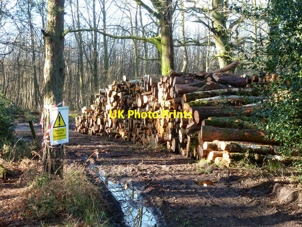 Photo 6"x4" Timber stack, Stanley Common Newtown\/SU8430 c2016