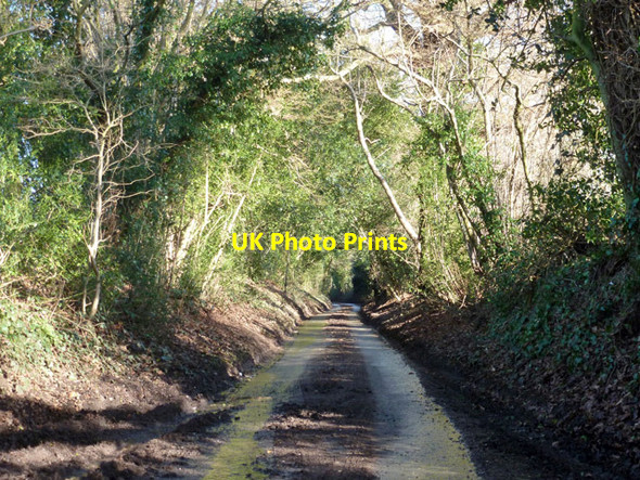 Photo 6"x4" Gentles Lane Passfield c2016
