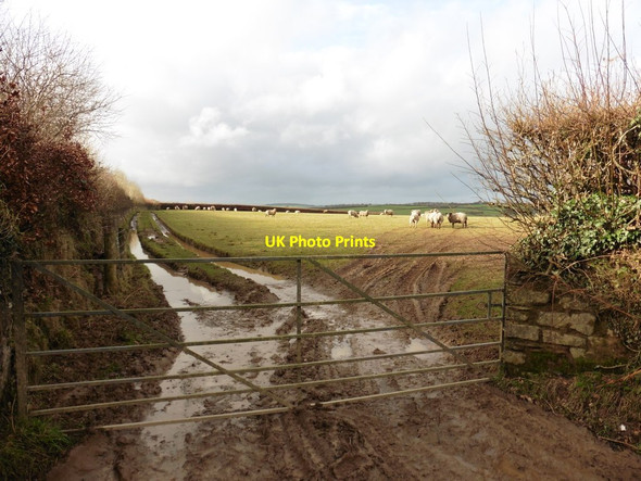 Photo 6"x4" Muddy field entrance Heasley Mill c2016