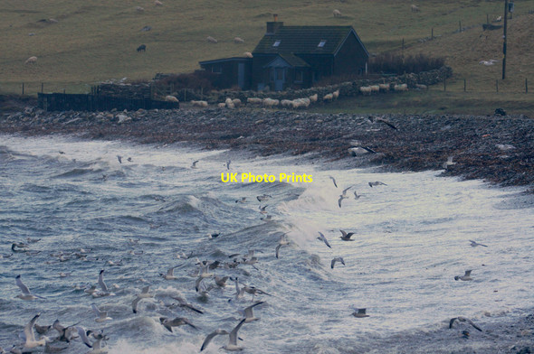 Photo 6"x4" Gulls over the surf at Westing beach Westing\/HP5705 c2016