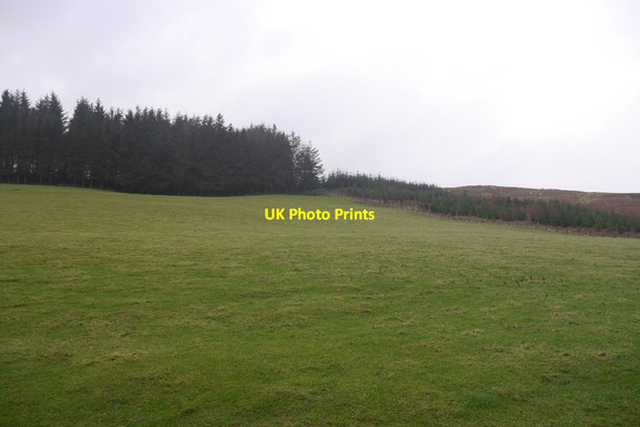 Photo 6"x4" Young woodland, Borthwickshiels Roberton\/NT4214 c2016
