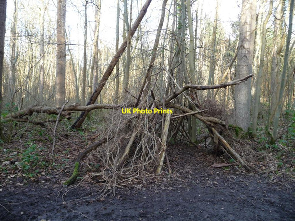 Photo 6"x4" Den alongside the Barley Close path, Bishop Wood Biggin\/SE5434 c2016