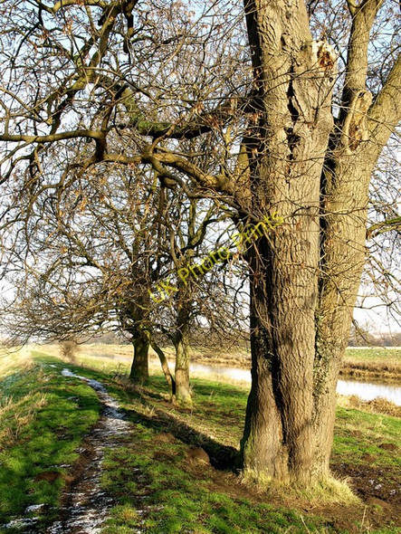 Photo 6"x4" On the west bank of the River Hull Wawne c2009