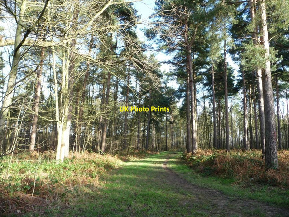 Photo 6"x4" Path heading north-east, Bishop Wood Biggin\/SE5434 c2016
