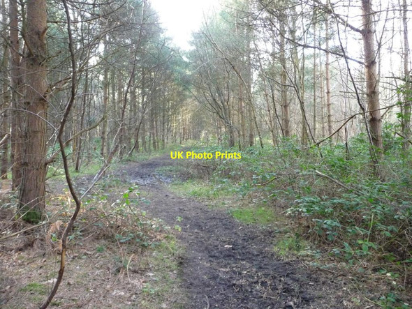 Photo 6"x4" Path heading south-west, Bishop Wood Biggin\/SE5434 c2016
