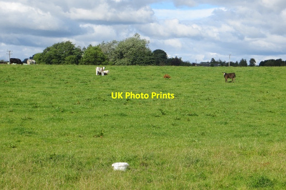 Photo 6"x4" Cattle, Fergushill Kilwinning c2015