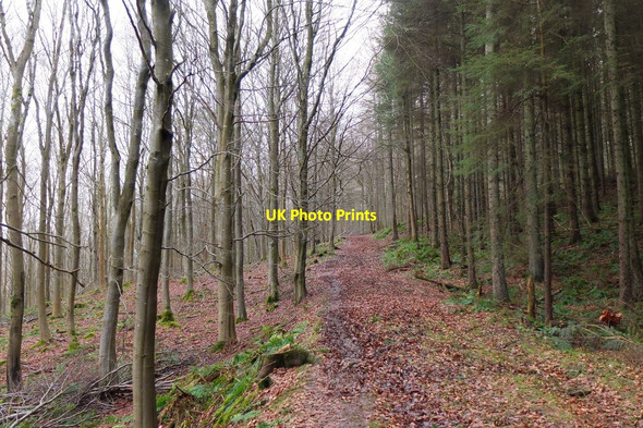 Photo 6"x4" A path on Gala Hill Galashiels c2016