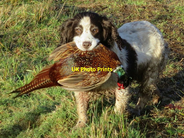 Photo 6"x4" A cock pheasant is retrieved at The Banks, Altyre Estate Woodside\/NJ0555 c2016