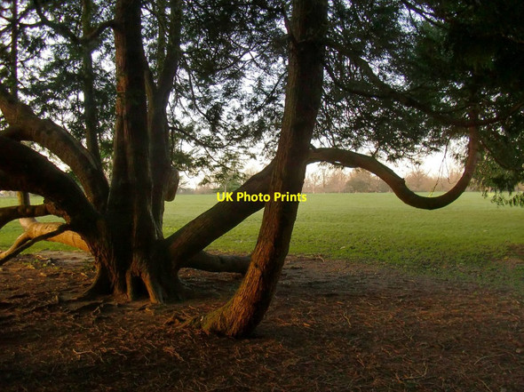Photo 6"x4" Exotic cypress trees at Osterley Park Southall c2016
