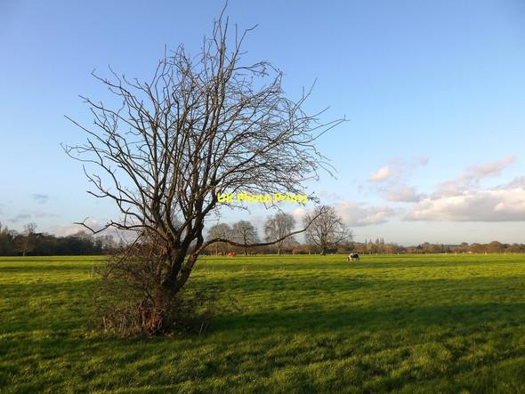 Photo 6"x4" Pasture land in early February, Osterley Park Farm Isleworth c2016