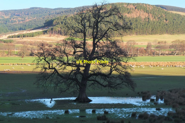 Photo 6"x4" Tree silhouette, Kailzie Park Glentress\/NT2839 c2016