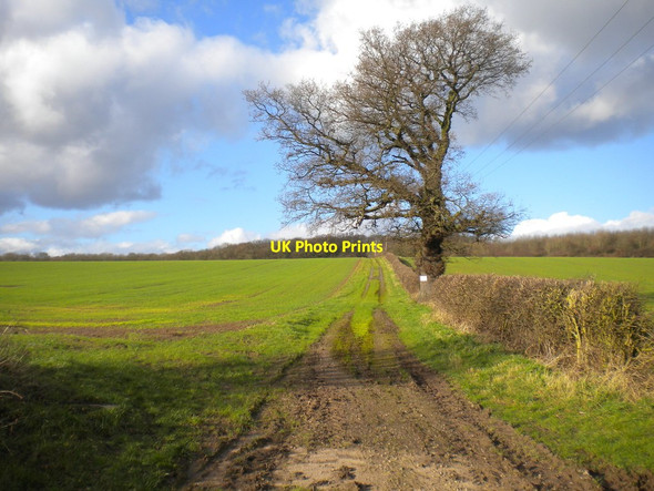 Photo 6"x4" Track to Ploughman Wood Lambley\/SK6345 c2016