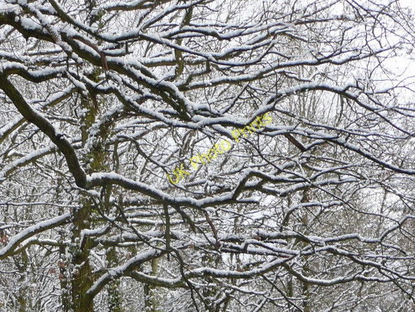 Photo 6"x4" Beech branches 1 Linton\/SO6625 c2009