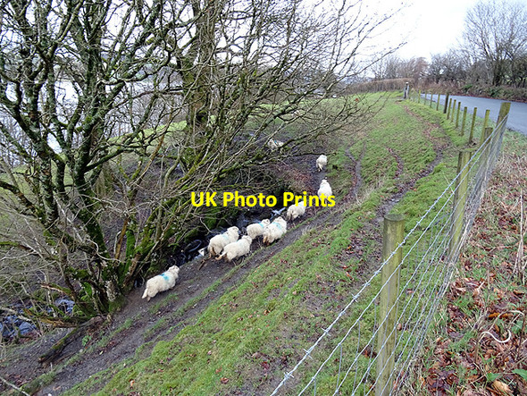 Photo 6"x4" Startled sheep beside the Bala road L\u00f4n\/SH8831 c2016