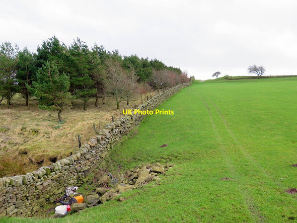 Photo 6"x4" Pasture and shelter-belt north of Slaterfield Fell Uppertown\/NY8672 c2016
